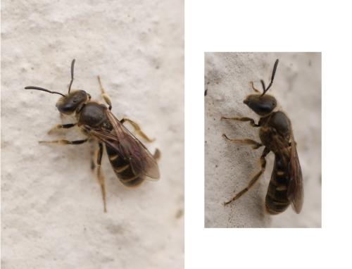 Réf. 321 906 : Lasioglossum sp.
